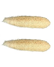 Natural Loofah Sponge for Bath & Body Scrubbing | 100% Organic Luffa Exfoliating Sponge | Eco-Friendly Shower Scrubber for Skin Care & Cleaning (Pack of 2) Natural Loofah Sponge for Bath & Body Scrubbing | 100% Organic Luffa Exfoliating Sponge | Eco-Friendly Shower Scrubber for Skin Care & Cleaning (Pack of 2)