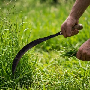 Handheld Garden Sickle with Sharp Curved Steel Blade & Wooden Handle | Multipurpose Grass Cutter for Farming, Harvesting & Weeding | Durable Manual Tool for Home Garden & Agriculture Use Handheld Garden Sickle with Sharp Curved Steel Blade & Wooden Handle | Multipurpose Grass Cutter for Farming, Harvesting & Weeding | Durable Manual Tool for Home Garden & Agriculture Use