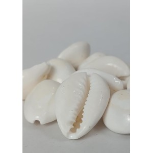 Hitech Sales Natural White Cowrie-Kaudi-Kawri-Kori - Cowry- Sea Shell for Puja and Multi Purpose Uses (100) Hitech Sales Natural White Cowrie-Kaudi-Kawri-Kori - Cowry- Sea Shell for Puja and Multi Purpose Uses (100)