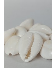 Hitech Sales Natural White Cowrie-Kaudi-Kawri-Kori - Cowry- Sea Shell for Puja and Multi Purpose Uses (11) Hitech Sales Natural White Cowrie-Kaudi-Kawri-Kori - Cowry- Sea Shell for Puja and Multi Purpose Uses (11)