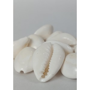 Hitech Sales Natural White Cowrie-Kaudi-Kawri-Kori - Cowry- Sea Shell for Puja and Multi Purpose Uses (11) Hitech Sales Natural White Cowrie-Kaudi-Kawri-Kori - Cowry- Sea Shell for Puja and Multi Purpose Uses (11)