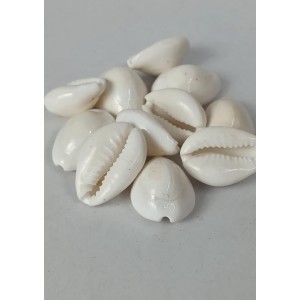 Hitech Sales Natural White Cowrie-Kaudi-Kawri-Kori - Cowry- Sea Shell for Puja and Multi Purpose Uses (11) Hitech Sales Natural White Cowrie-Kaudi-Kawri-Kori - Cowry- Sea Shell for Puja and Multi Purpose Uses (11)