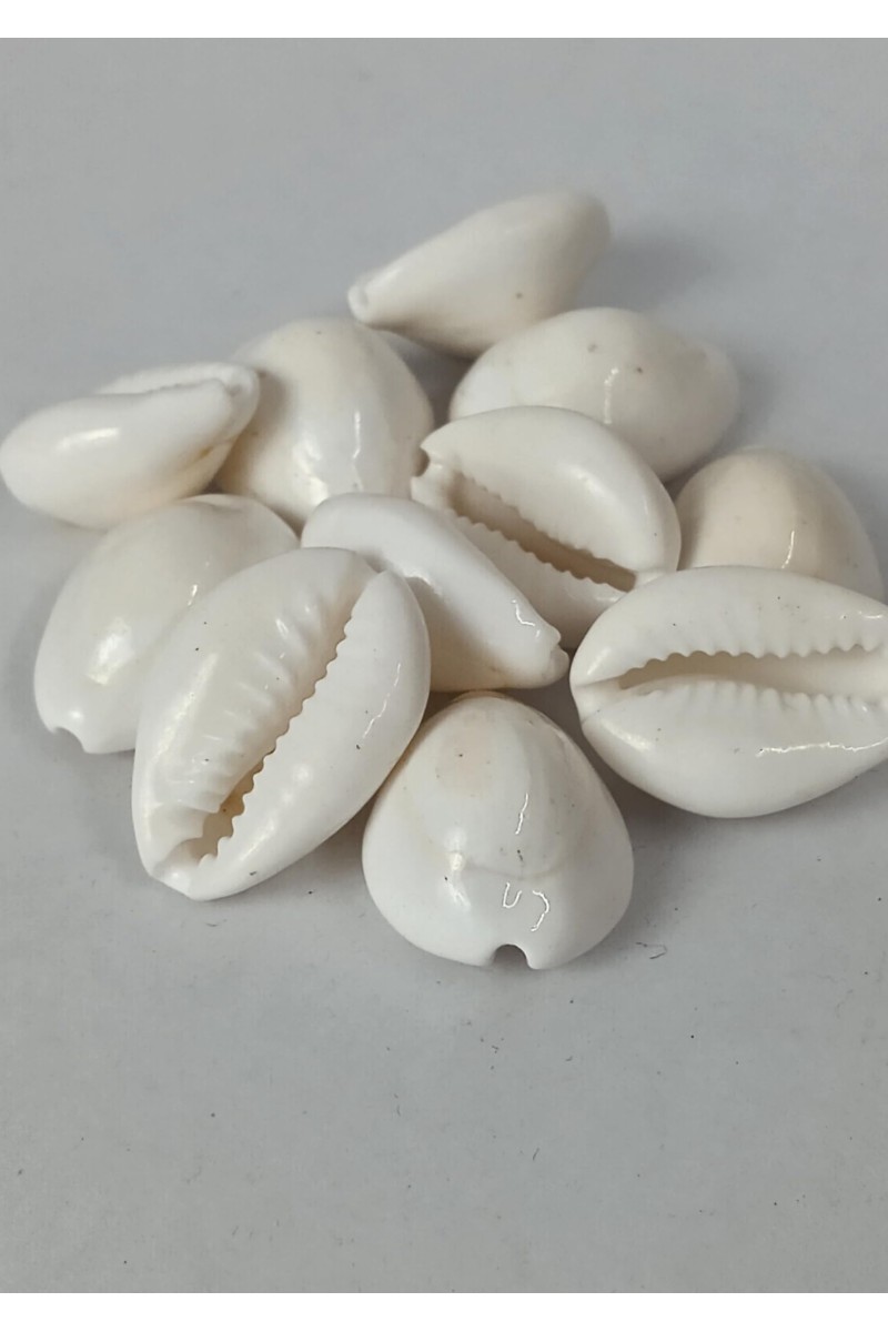 Hitech Sales Natural White Cowrie-Kaudi-Kawri-Kori - Cowry- Sea Shell for Puja and Multi Purpose Uses (11)