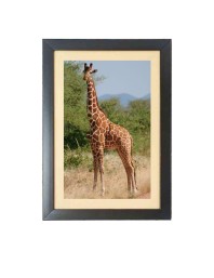 The Giraffe Animal Black Photo Frame Funny Animal and Bird Cartoon Art
