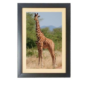 The Giraffe Animal Black Photo Frame Funny Animal and Bird Cartoon Art