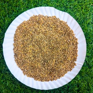 HiTechMart Natural Canary Seeds for Birds | Protein & Nutrient Rich-Bird Food | Ideal for Finches, Budgies, Parrots, Canaries, & Wild Birds HiTechMart Natural Canary Seeds for Birds | Protein & Nutrient Rich-Bird Food | Ideal for Finches, Budgies, Parrots, Canaries, & Wild Birds