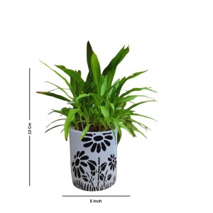 HI TECH Sales Indoor Decorative Potted Green Plant with Hand-Painted Black Floral Ceramic Pot – Ideal for Home,Gardening,Office, and Gifting HI TECH Sales Indoor Decorative Potted Green Plant with Hand-Painted Black Floral Ceramic Pot – Ideal for Home,Gardening,Office, and Gifting
