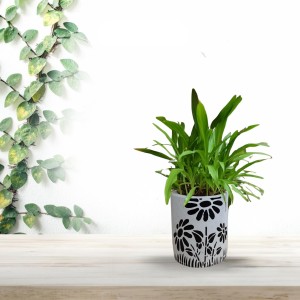 HI TECH Sales Indoor Decorative Potted Green Plant with Hand-Painted Black Floral Ceramic Pot – Ideal for Home,Gardening,Office, and Gifting HI TECH Sales Indoor Decorative Potted Green Plant with Hand-Painted Black Floral Ceramic Pot – Ideal for Home,Gardening,Office, and Gifting