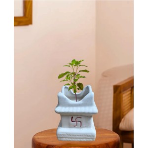 HI TECH Sales Sacred Tulsi Plant in White Ceramic Tulsi Vrindavan Pot with Swastik Symbol – Ideal for Home Mandir, Pooja Decor & Gifting HI TECH Sales Sacred Tulsi Plant in White Ceramic Tulsi Vrindavan Pot with Swastik Symbol – Ideal for Home Mandir, Pooja Decor & Gifting