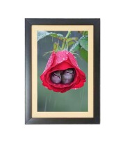 Two cute little birds inside the rose flower  Photo Frame Funny Animal and Bird Cartoon Art, Black color, 11x15 Inch