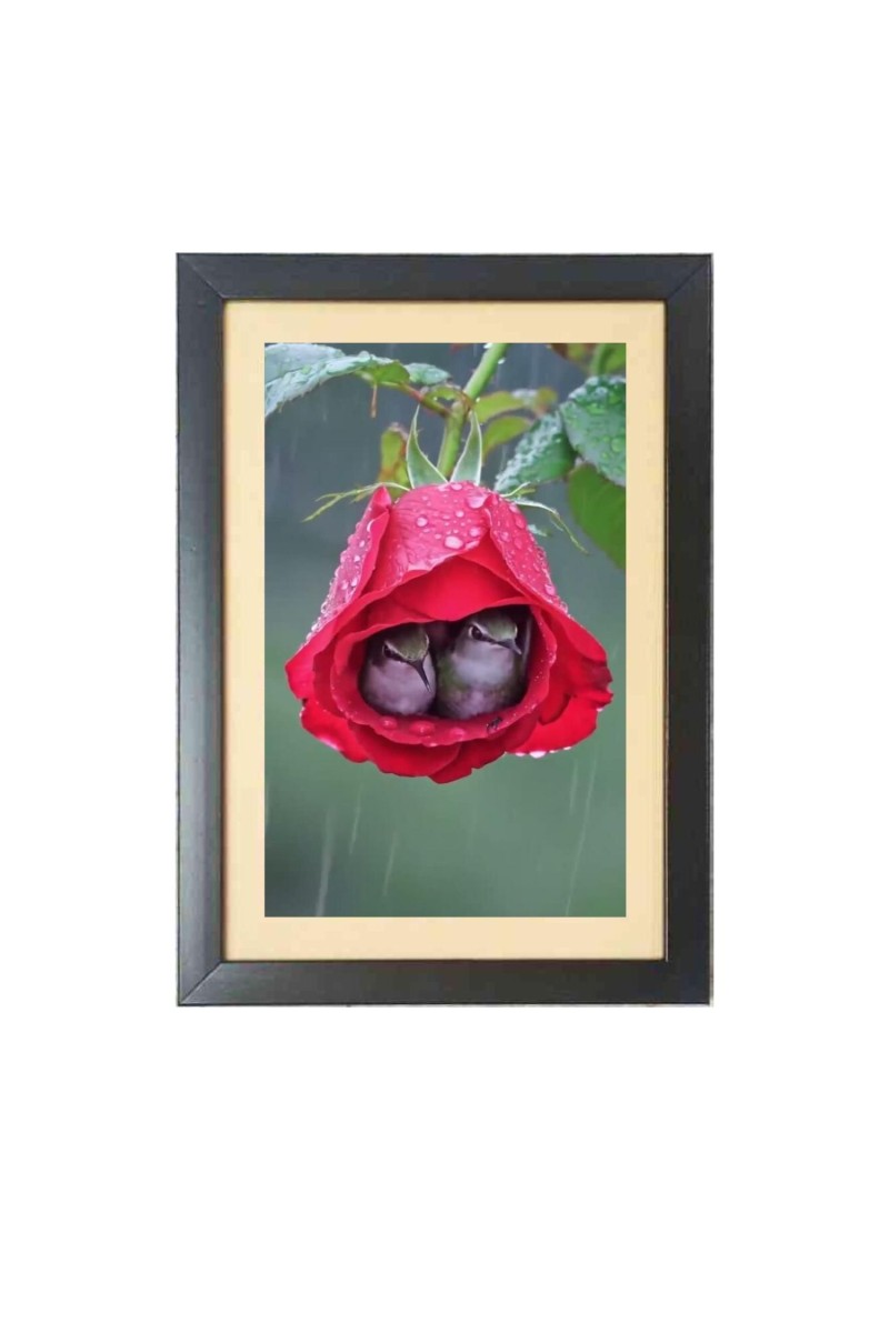 Two cute little birds inside the rose flower  Photo Frame Funny Animal and Bird Cartoon Art, Black color, 11x15 Inch