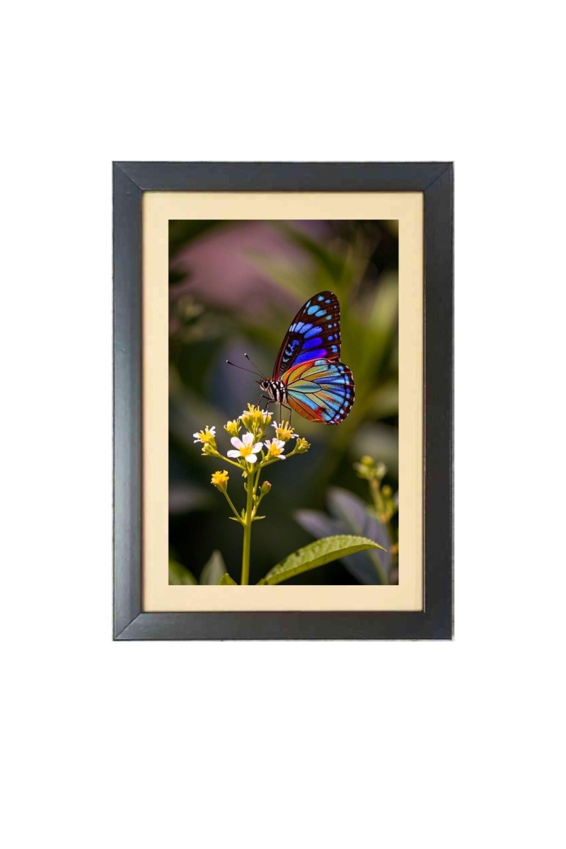 Colorful butterfly  Photo Frame Funny Animal and Bird Cartoon Art, Black color, 11x15 Inch