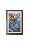 The beautiful butterfly Photo Frame Funny Animal and Bird Cartoon Art, Black color, 11x15 Inch The beautiful butterfly Photo Frame Funny Animal and Bird Cartoon Art, Black color, 11x15 Inch
