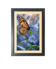 The beautiful butterfly  Photo Frame Funny Animal and Bird Cartoon Art, Black color, 11x15 Inch