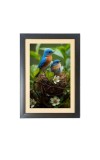 A couple of birds are sitting in a nest Photo Frame Funny Animal and Bird Cartoon Art, Black color, 11x15 Inch A couple of birds are sitting in a nest Photo Frame Funny Animal and Bird Cartoon Art, Black color, 11x15 Inch