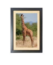 The Giraffe Animal  Photo Frame Funny Animal and Bird Cartoon Art, Black color, 11x15 Inch
