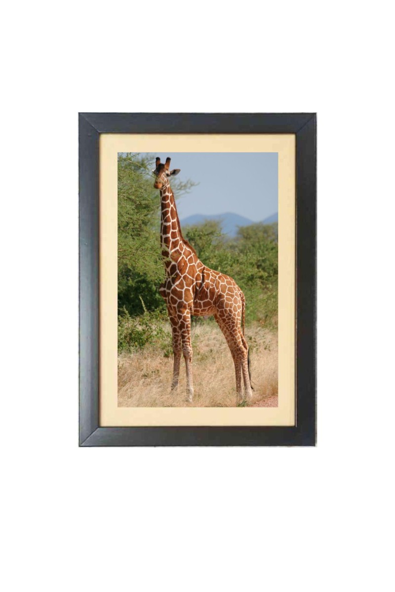 The Giraffe Animal  Photo Frame Funny Animal and Bird Cartoon Art, Black color, 11x15 Inch