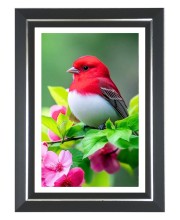 Summer Tanager Photo Frame | 10x14 Inch Black Designer Wall & Table Frame | Perfect for Gifting & Home Decor Summer Tanager Photo Frame | 10x14 Inch Black Designer Wall & Table Frame | Perfect for Gifting & Home Decor